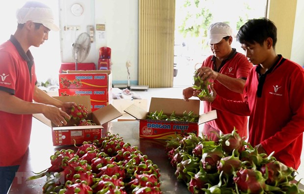 Vietnamese dragon fruit is welcomed in the Australian market (Photo: VNA)